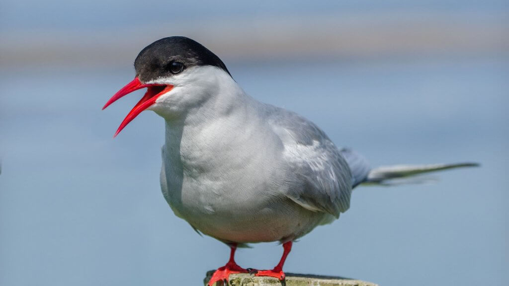 List Of Bird Names In Spanish Your Ultimate Guide