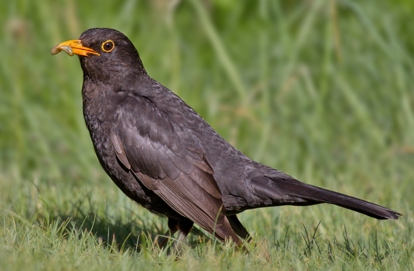 Common Bird in German Blackbird