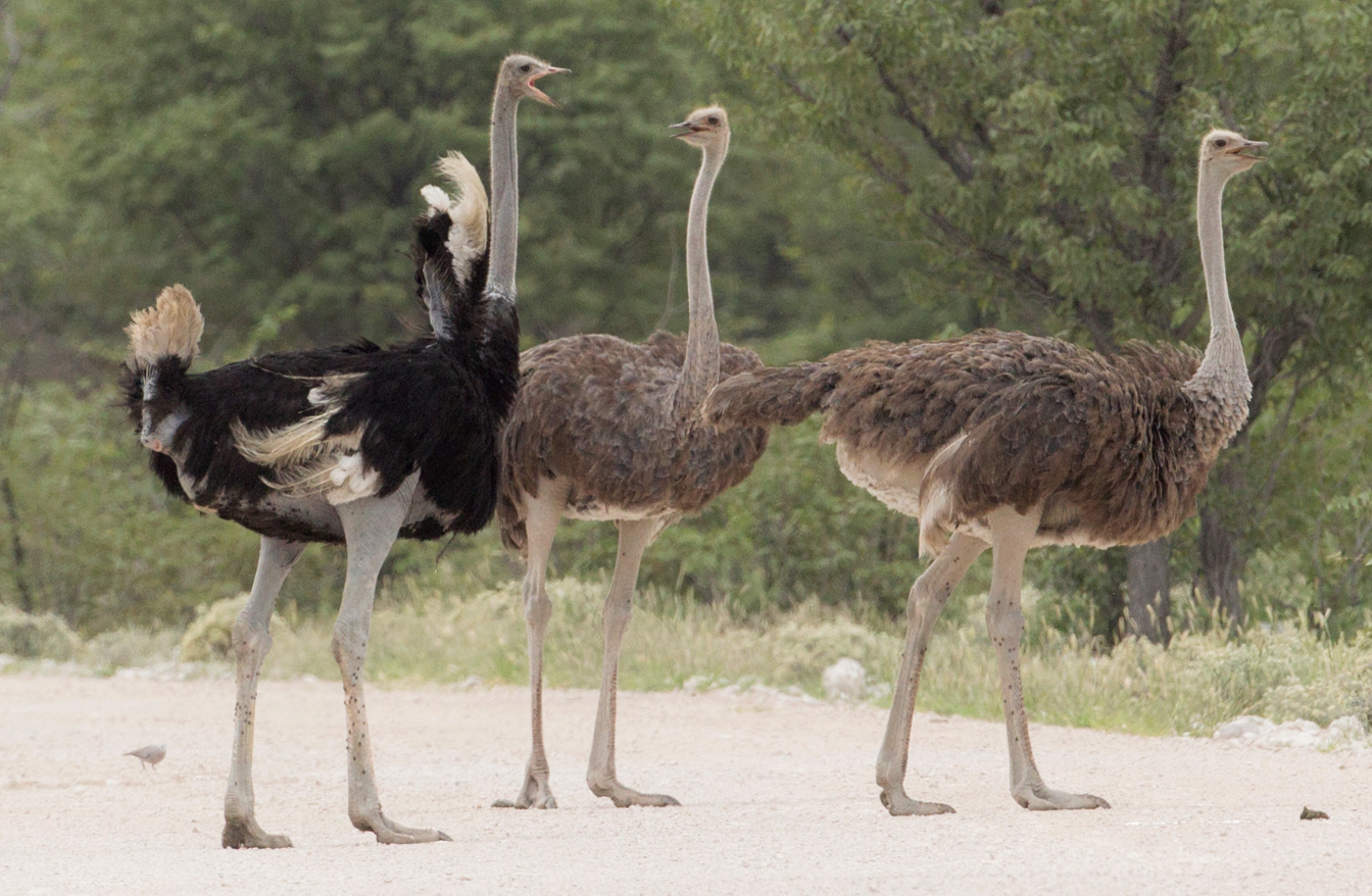 Flightless Birds in German Ostrich