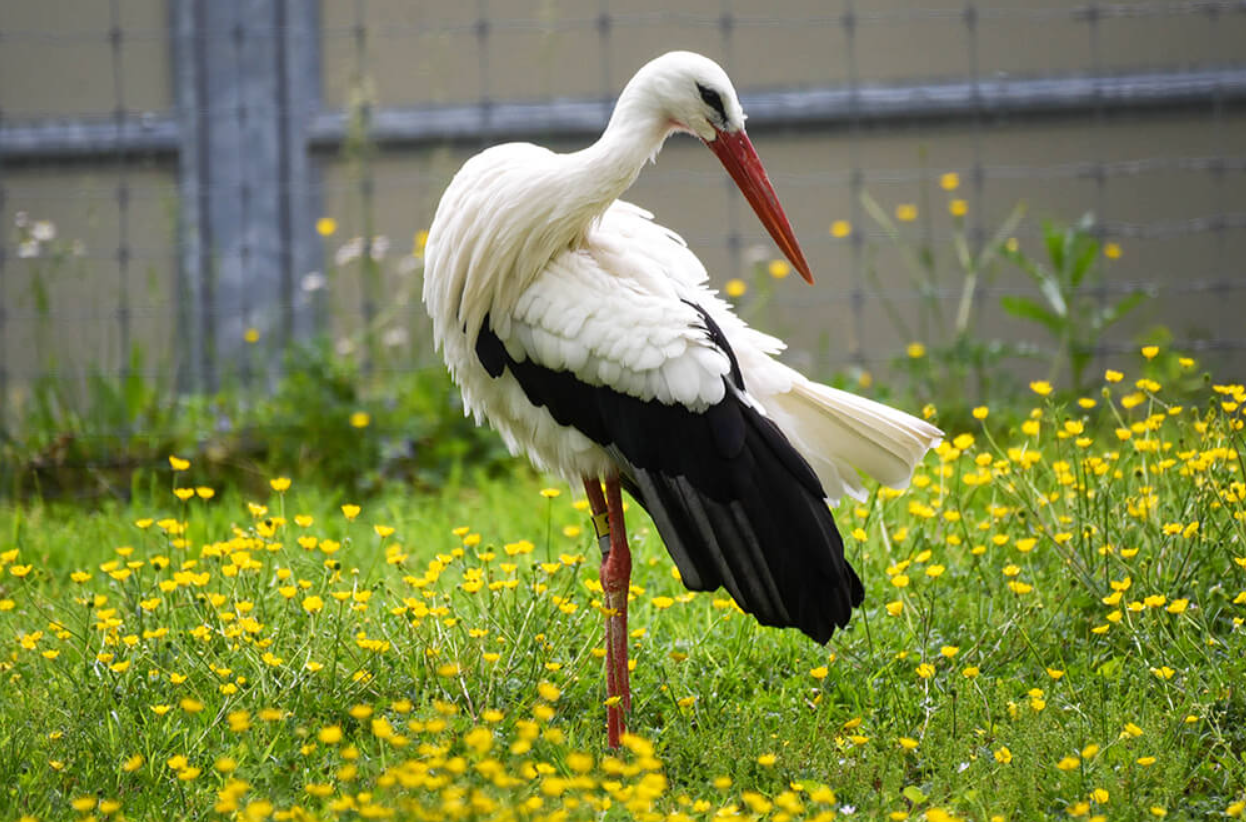 Migratory Birds in German Stork