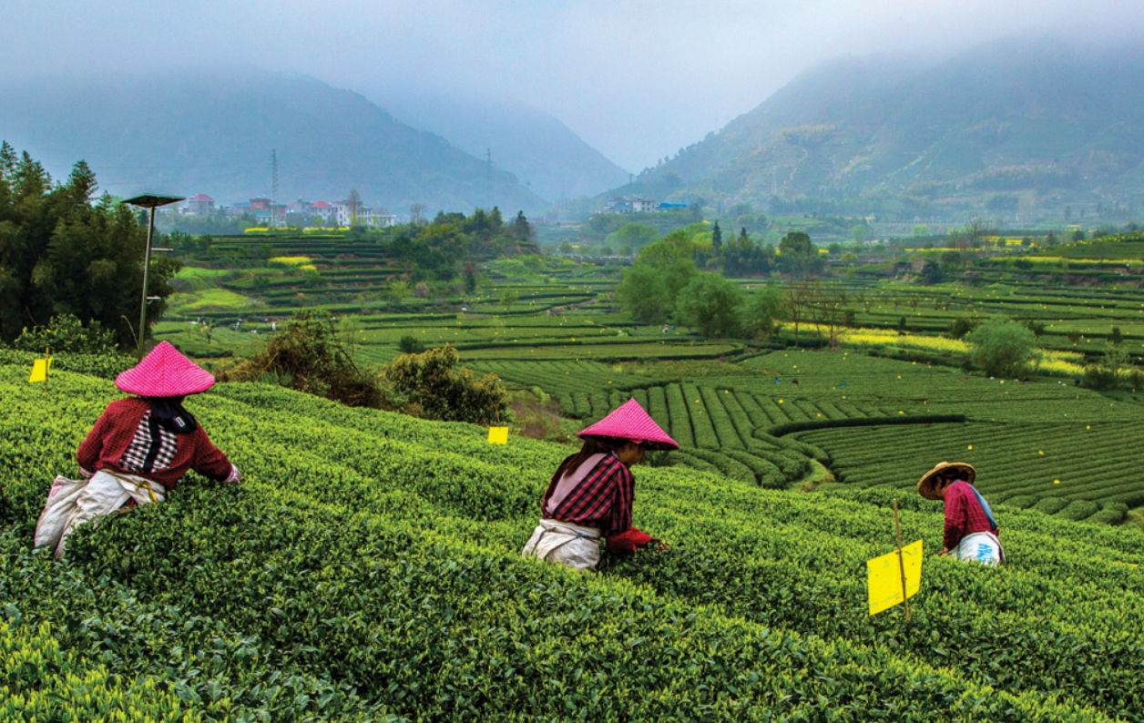 Symbolism of Colors in Chinese Culture Green as harmony and growth