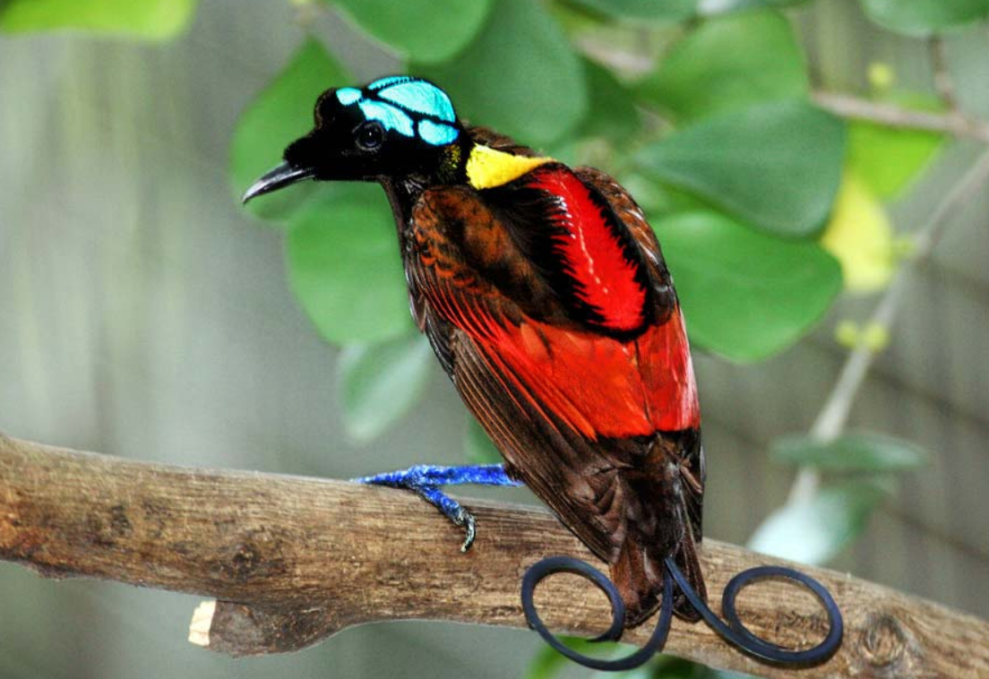 WildExotic Bird in German Bird of Paradise