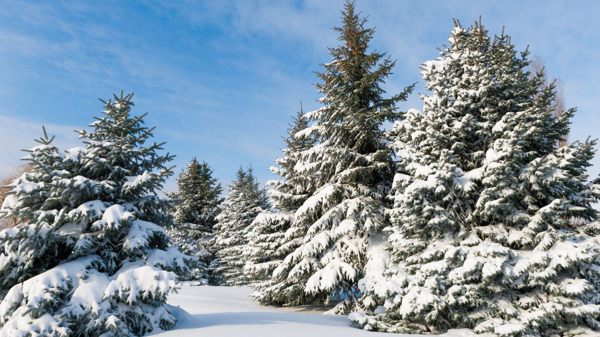 snowy weather Vocabulary in English