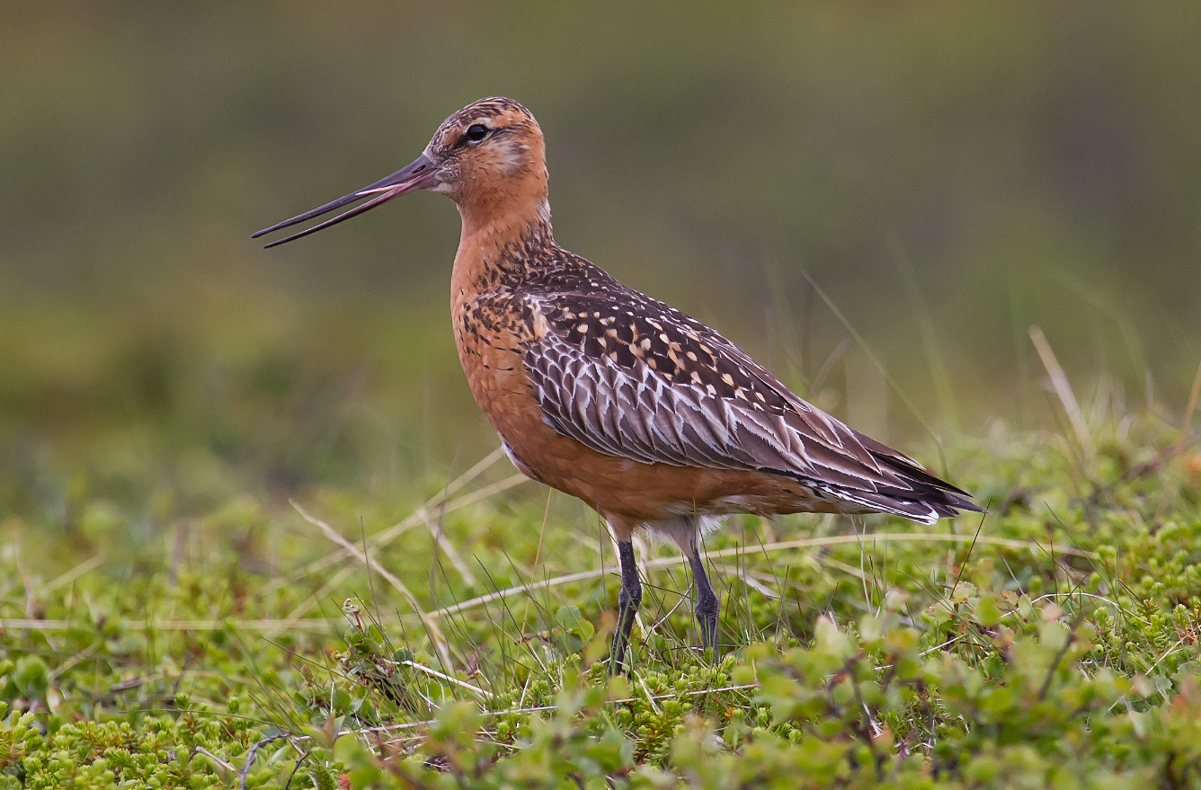 Migratory birds