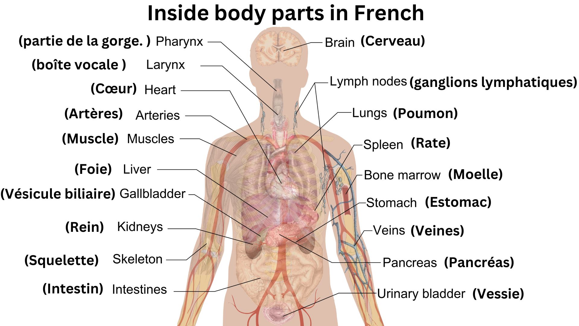 Parts Of The Body In French