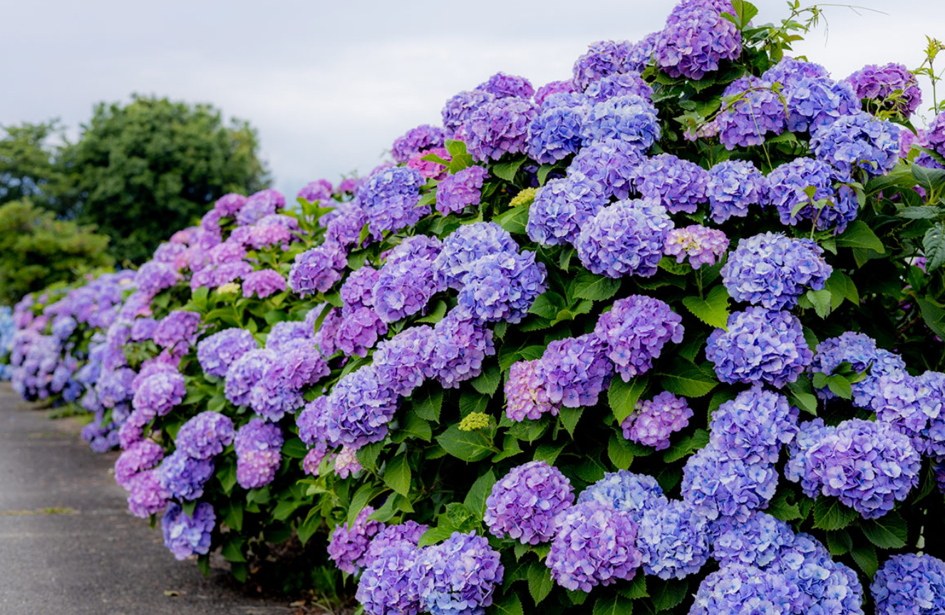 Ajisai (Hydrangea)