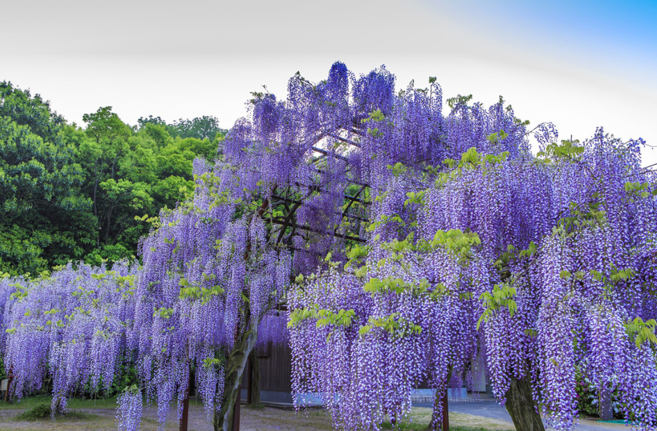 Fuji (Wisteria)