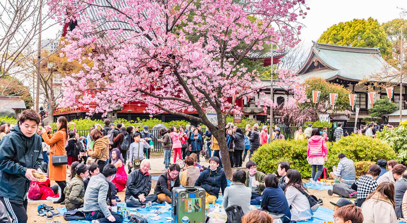 Hanami (Flower Viewing)