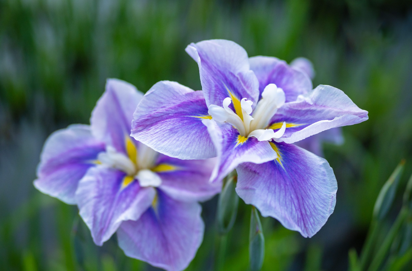 Hanashobu (Japanese Iris) in Spring