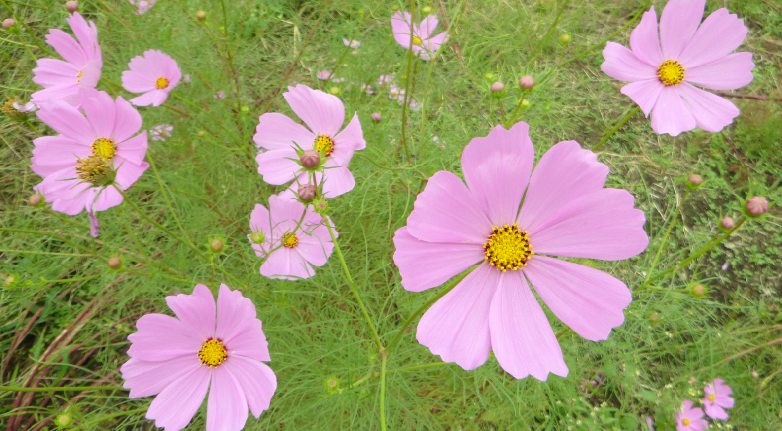 Kosumosu (Cosmos) in Autumn