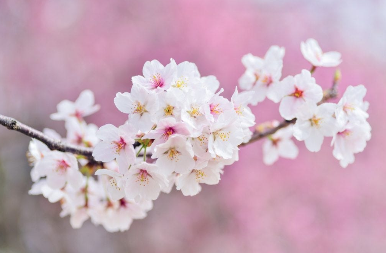 Sakura (Japanese Cherry Blossom)