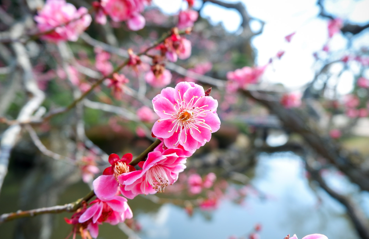 Ume (Japanese Apricot or Plum Blossom)